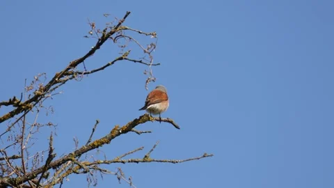 Red-backed shrike sits on a tree branch close up Stock Footage 306392515