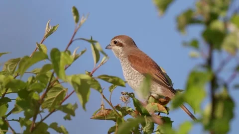 Red-backed shrike sits on a tree branch Stock Footage 306394790