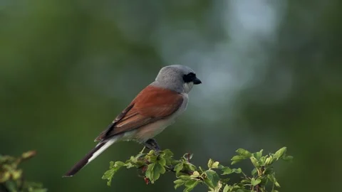 Red-backed shrike2 Stock Footage 245203731