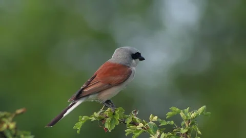 Red-backed shrike2a Stock Footage 245203735
