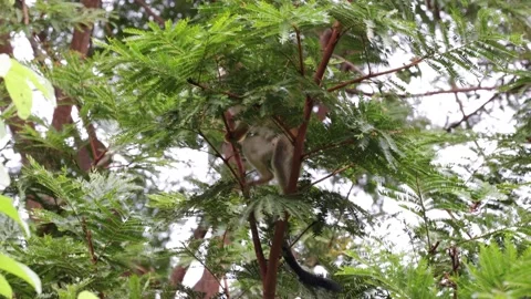 Red-backed Squirrel Monkey climb and move in lowland rainforest tree Stock Footage 158808478