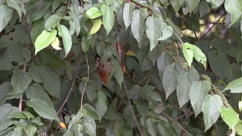 Red-backed Squirrel Monkey feeding and moving in lowland rainforest Stock Footage 115096825