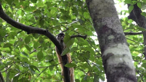 Red-backed Squirrel Monkey forage and feed and climb in lowland rainforest Stock Footage 114019505