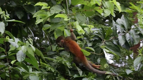 Red-backed Squirrel Monkey forage and feed in lowland rainforest tree Stock Footage 158808499