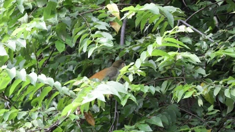 Red-backed Squirrel Monkey forage and stand on two legs in lowland rainfores Stock Footage 158808527