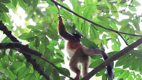 Red-backed Squirrel Monkey forage and feed in rainforest tree close up Stock Footage 160108462
