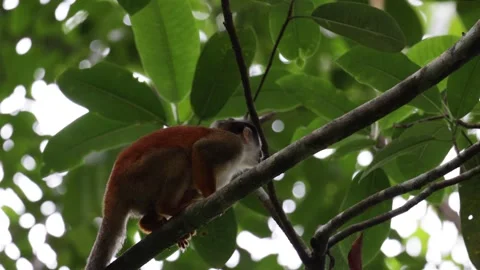 Red-backed Squirrel Monkey jump and climb tree in lowland rainforest Stock Footage 158937540