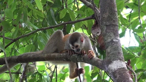 Red-backed Squirrel Monkey lay on branch in lowland rainforest and move Stock Footage 114763062
