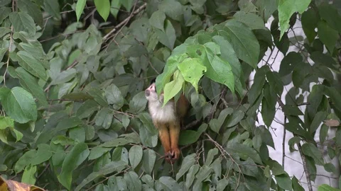 Red-backed Squirrel Monkey look around and climb in lowland rainforest Stock Footage 113875755