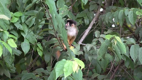 Red-backed Squirrel Monkey looking around move and feed in lowland rainforest Stock Footage 113620892