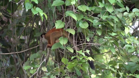 Red-backed Squirrel Monkey move in lowland rainforest undergrowth Stock Footage 113123146