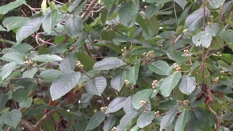 Red-backed Squirrel Monkey move around in leaf foliage in lowland rainforest Stock Footage 113875719