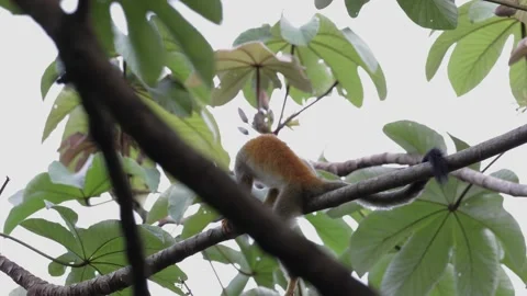 Red-backed Squirrel Monkey move and jump in lowland rainforest tree Stock Footage 158808529