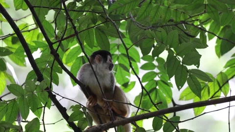 Red-backed Squirrel Monkey move in rainforest tree eating close up Stock Footage 160108501