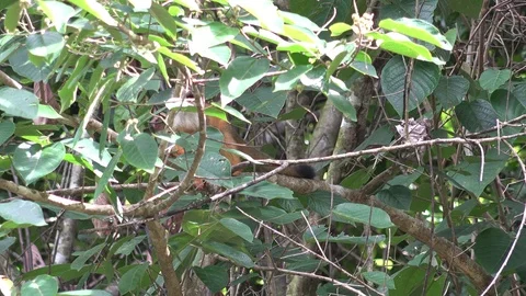 Red-backed Squirrel Monkey moving around in leaf foliage forage in raiforest Stock Footage 113875750