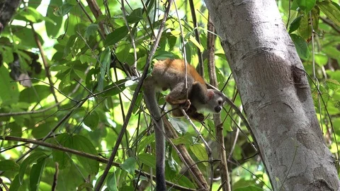 Red-backed Squirrel Monkey moving in lowland rainforest undergrowth close up Stock Footage 114019500
