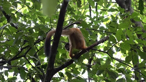 Red-backed Squirrel Monkey urinating and forage and feed in rainforest Stock Footage 114019556
