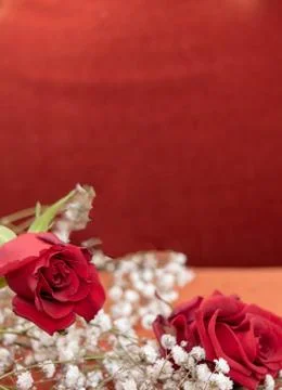 Red background with 2 red roses and white flowers - passion concept Stock Photos