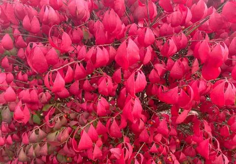 Red background of fall leaves Stock Photos