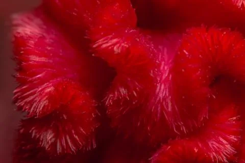Red background macro flower patterns Stock Photos