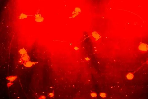 A red background with many red dots scattered throughout Stock Photos