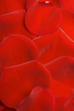 Red Background Stock Photos