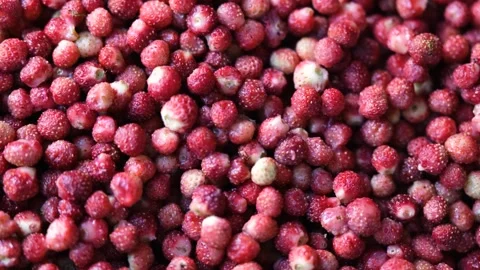 Red background of ripe wild strawberries. Close-up, top view. Stock-Footage 281931676