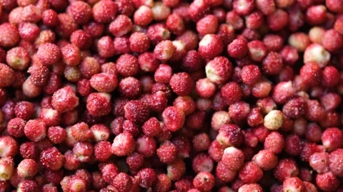 Red background of ripe wild strawberries. Close-up, top view. Stock-Footage 281931699