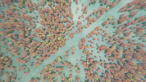 Red Bald Cypress Trees In Shallow Water in Eastern China Stock Footage 344037401
