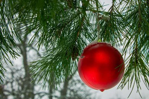 Red ball on a pine branch Stock Photos