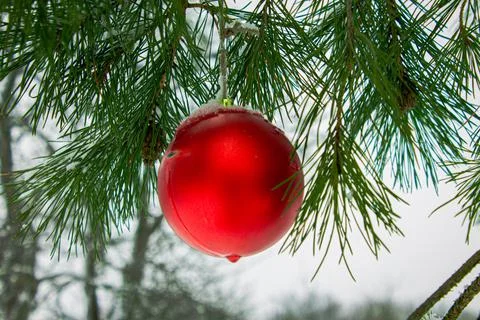 Red ball on a pine branch Stock Photos