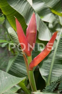 Red banana flower Stock Photos