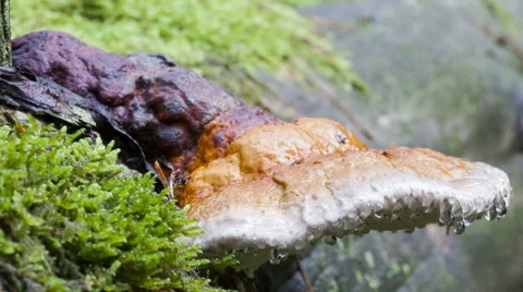 Red Banded Polypore Stock Footage 62277773