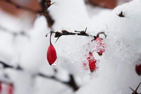 Red barberry Stock-Fotos