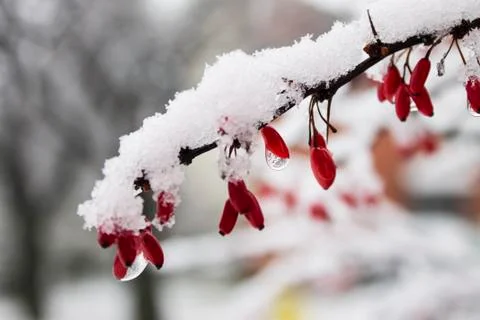 Red barberry Stock-Fotos