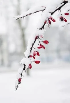 Red barberry 스톡 사진