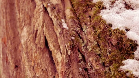 Red bark of conifer tree close-up with moss and snow. Hebdhield 4k (UHD) video Stock Footage 100179575