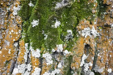 Red bark tree covered with green moss . Natural background Stock Photos
