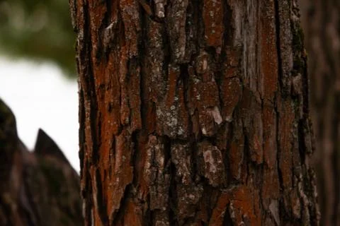 Red bark of the willow tree in early autumn morning Foto stock