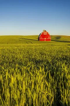 Red Barn and Wheat Fields Stock Photos