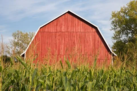 Red Barn Behind Tall Corn Stock Photos
