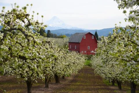 Red barn with blooming Stock Photos