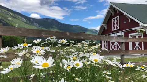 Red barn in the country Stock Footage 146988979