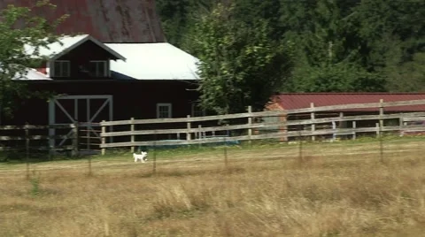 RED BARN WITH DOG Video stock 43481851