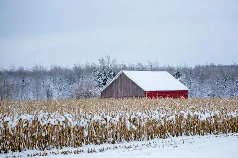 Red barn next to a cornfield after a Wisconsin snow storm in December Stock Photos