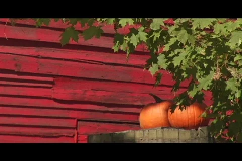 Red barn pumpkins Video stock 332703