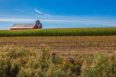Red barn, silos and corn being harvested on a Wisconsin farm in October Stock Photos