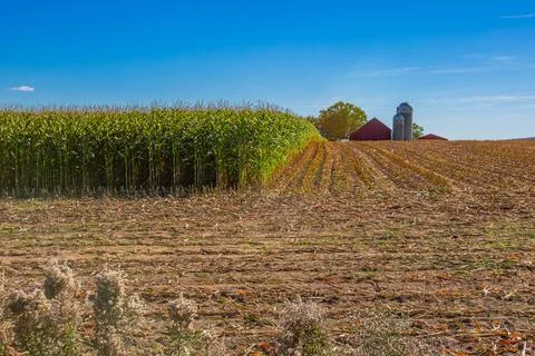 Red barn, silos and corn being harvested on a Wisconsin farm in October Stock Photos