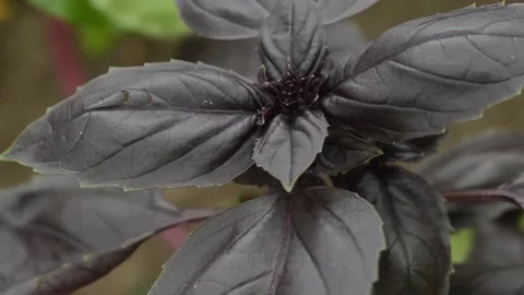 Red Basil close up in the rain Stock Footage 135463812