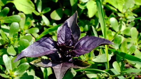 Red basil fragrant aromatic herb grows Stock Footage 112753522